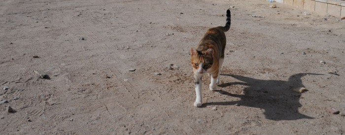Котэ