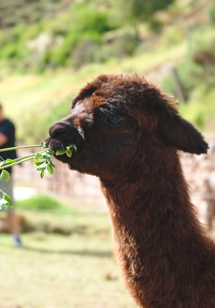 peru_0111