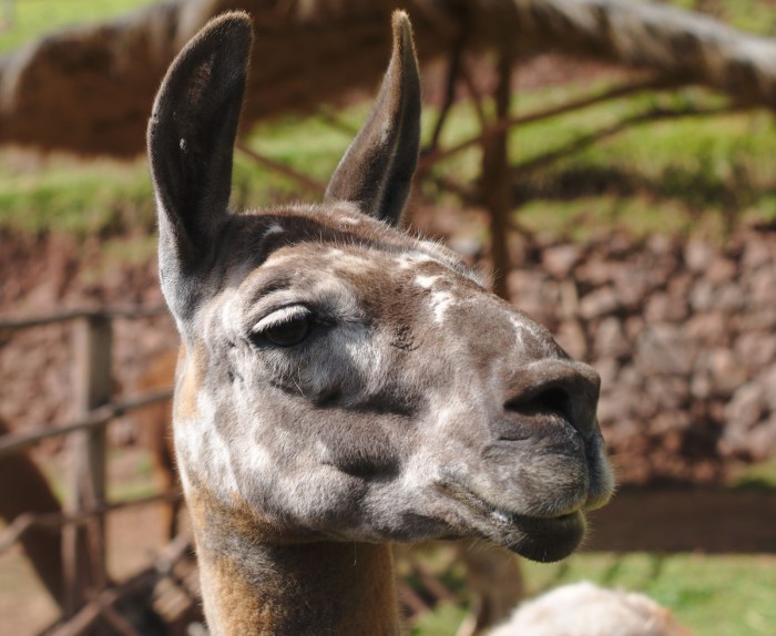 peru_0115