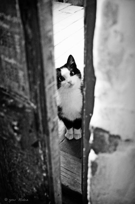 black-white-cat