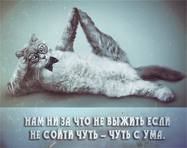 crazy-cat