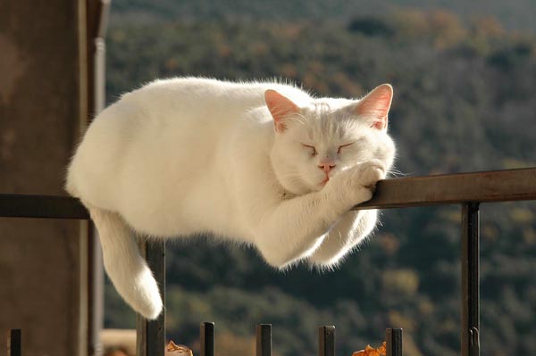 lazy