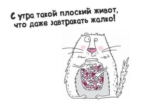 котофитнес