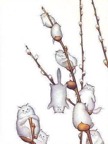 котики