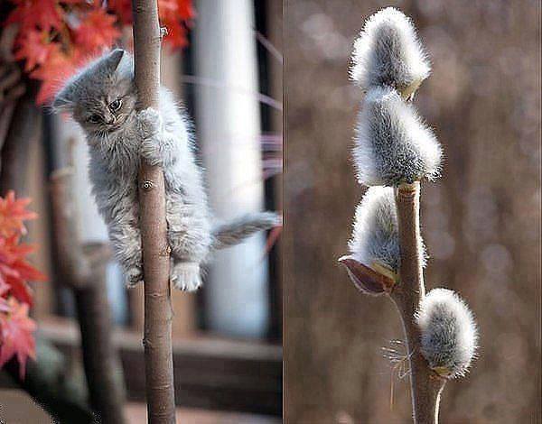 котики верба