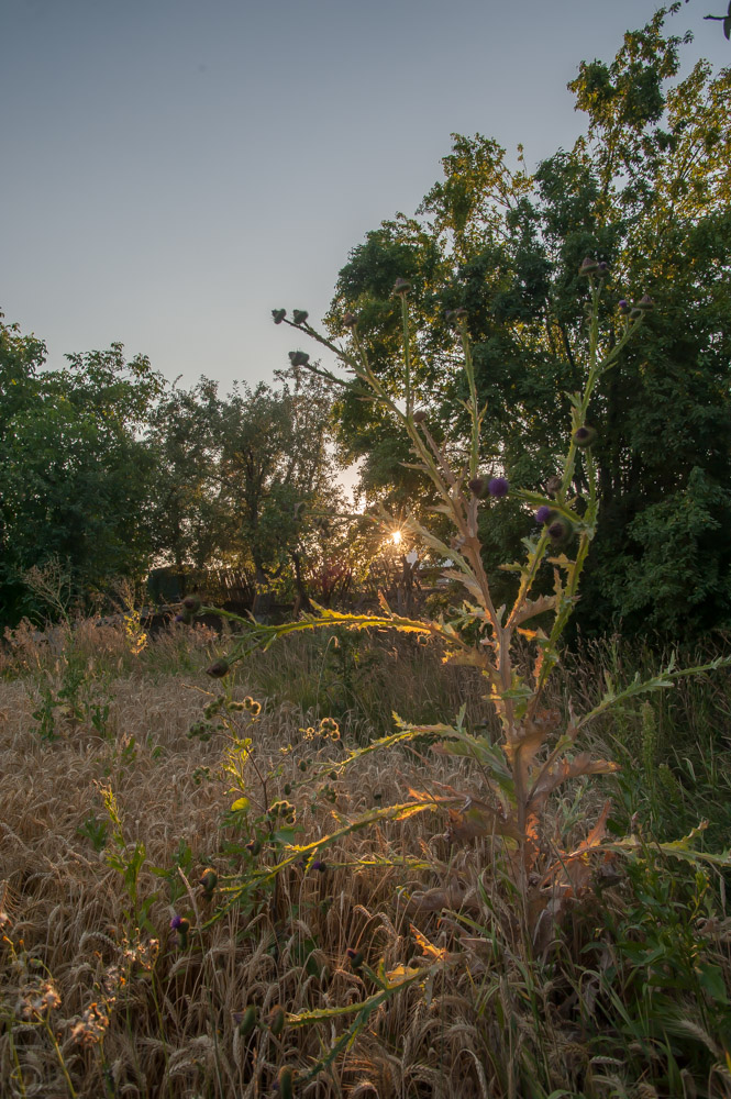 20150725-6888