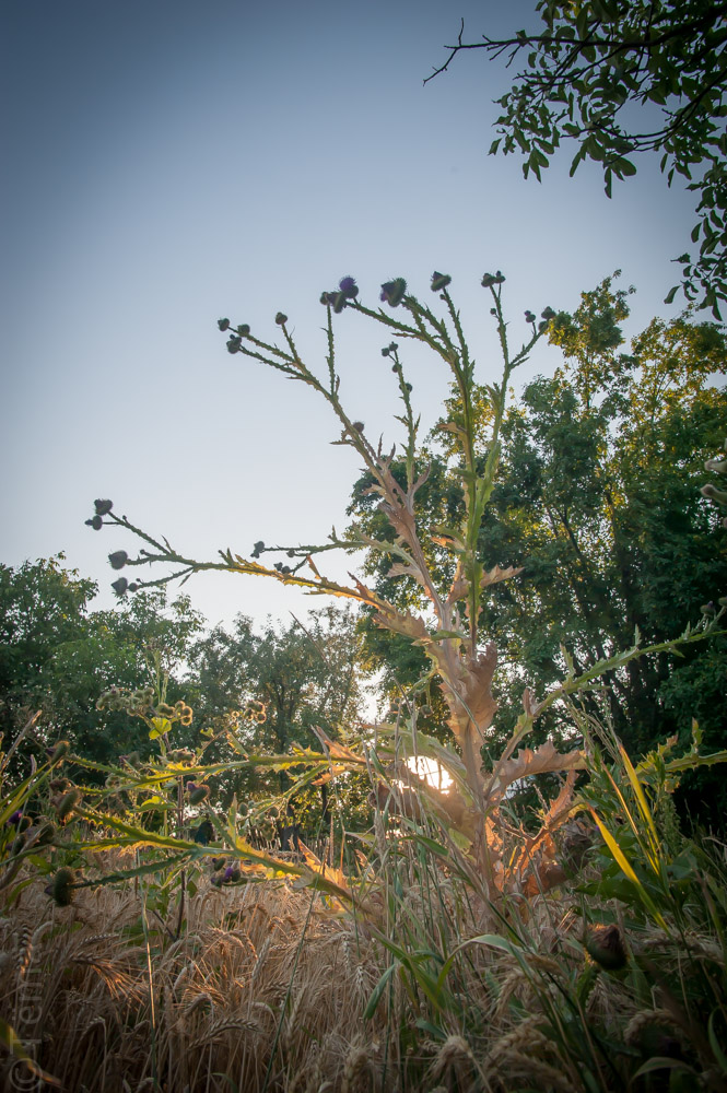 20150725-6890