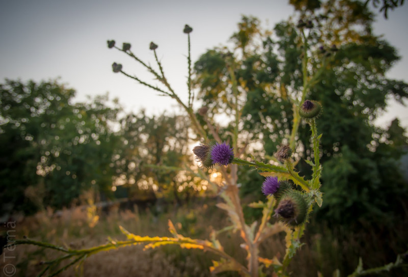 20150725-6891