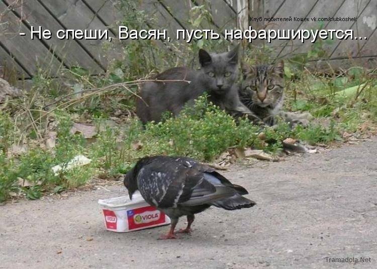 зажди, нехай нафаршується