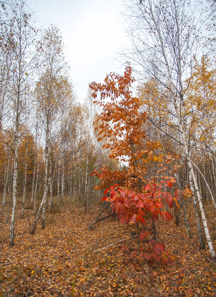 20151107-9096