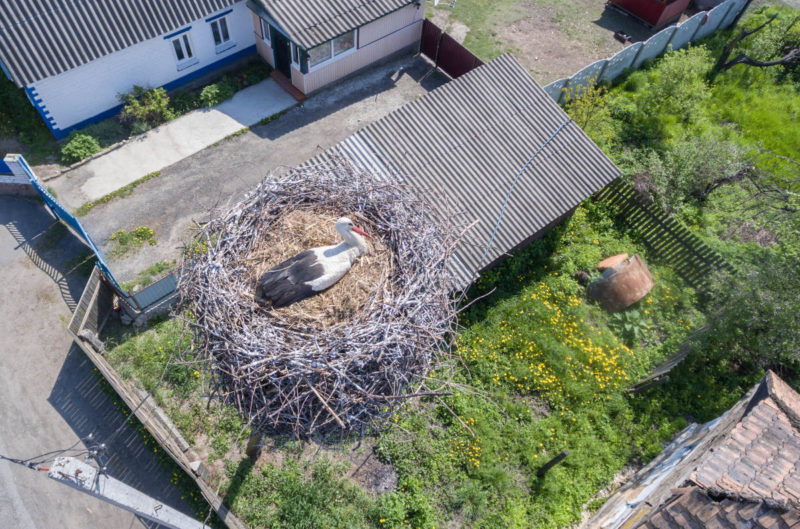 Storks nest