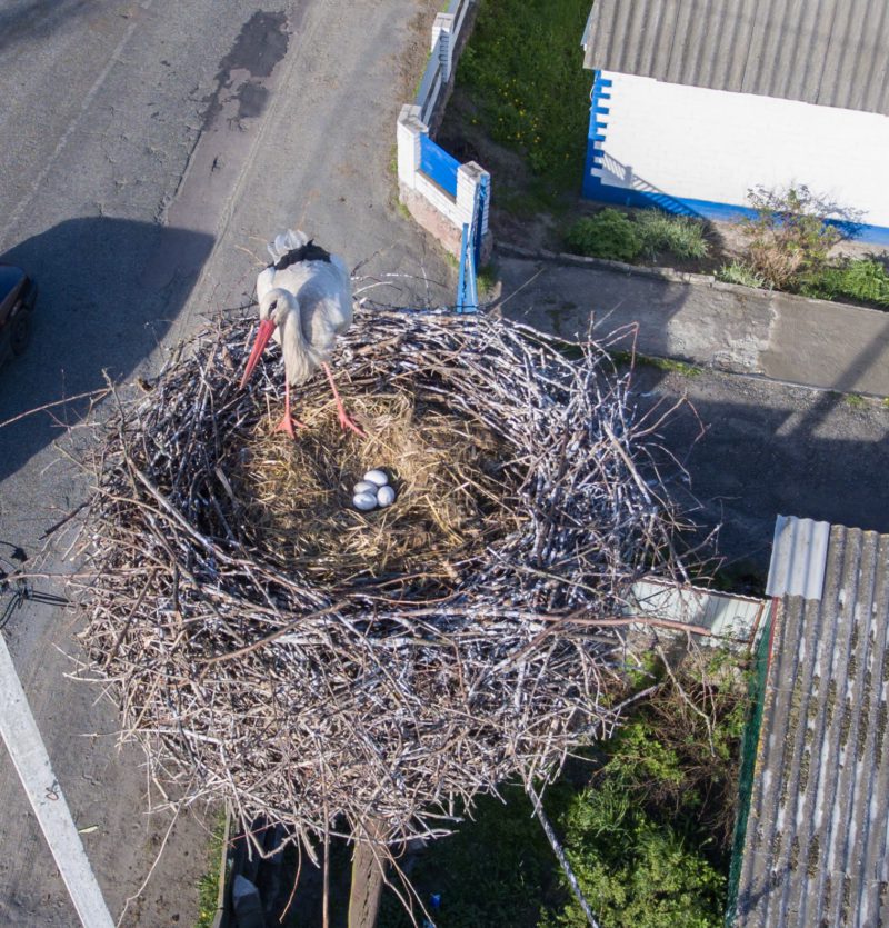 storks_nest